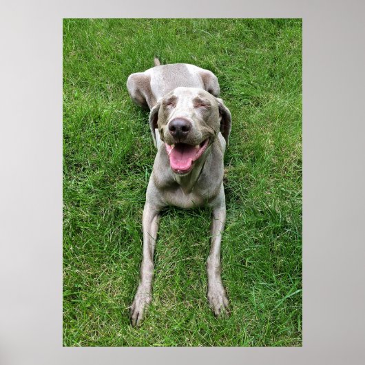 Weimaraner Poster (Voorkant)