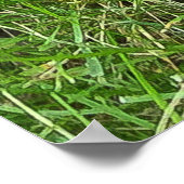 Weimaraner Poster (Hoek)