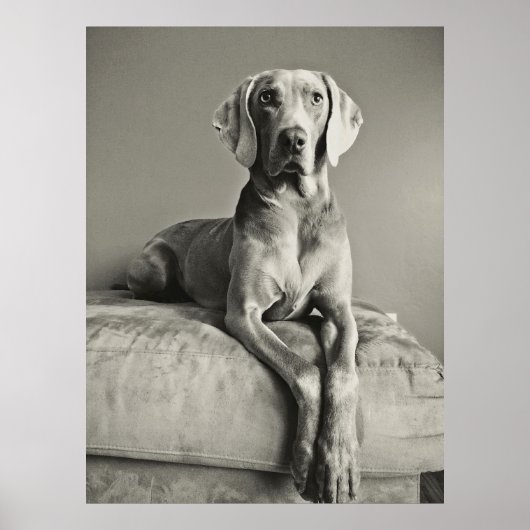 Weimaraner Poster (Voorkant)