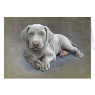Weimaraner Puppy