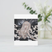 Weimaraner Puppy Briefkaart (Staand voorkant)