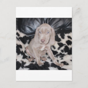 Weimaraner Puppy Briefkaart