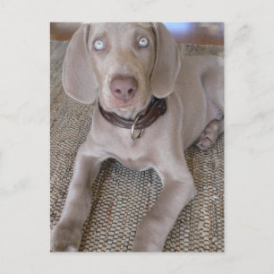 Weimaraner Puppy Briefkaart