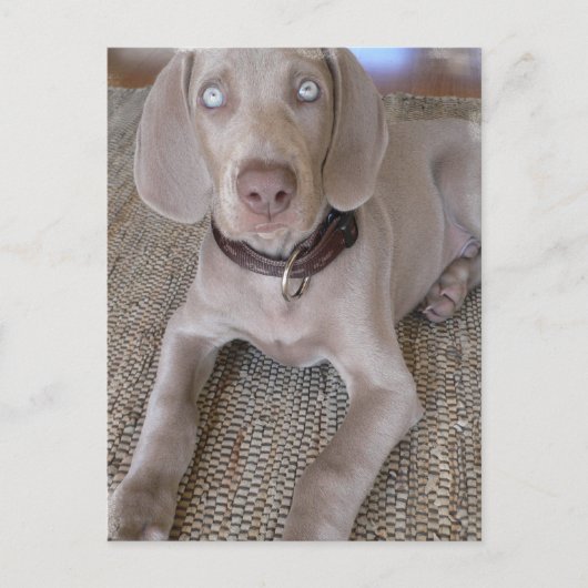 Weimaraner Puppy Briefkaart (Voorkant)