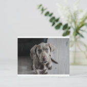 weimaraner-puppy briefkaart (Staand voorkant)