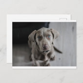 weimaraner-puppy briefkaart (Voorkant / Achterkant)
