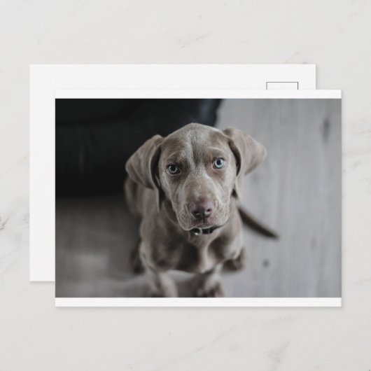 weimaraner-puppy briefkaart (Voorkant / Achterkant)