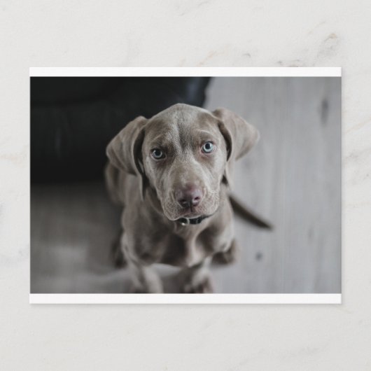 weimaraner-puppy briefkaart (Voorkant)