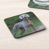 Weimaraner Puppy Dog Bier Onderzetter (Linkerzijde)