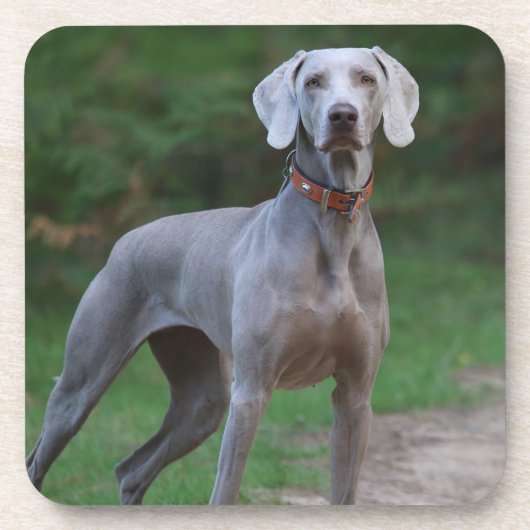 Weimaraner Puppy Dog Bier Onderzetter (Voorkant)