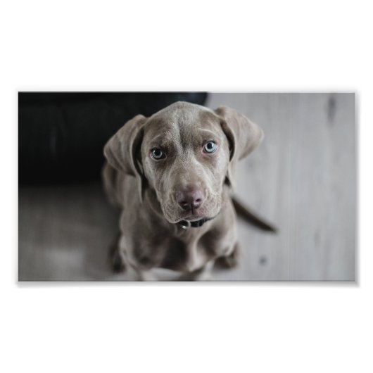 Weimaraner-puppy Foto Afdruk (Voorkant)