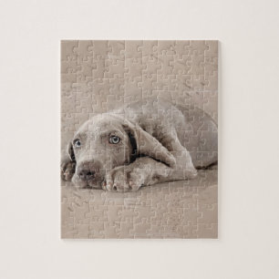 Weimaraner puppy legpuzzel
