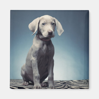 Weimaraner puppy magneet