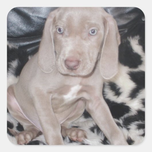 Weimaraner Puppy Vierkante Sticker (Voorkant)