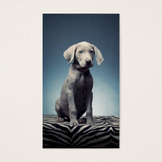 Weimaraner puppy visitekaartje