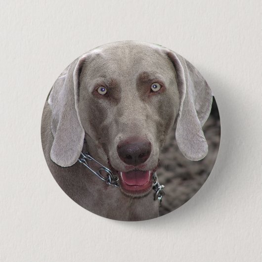 Weimaraner Ronde Button 5,7 Cm (Voorkant)