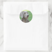 Weimaraner Ronde Sticker (Tas)