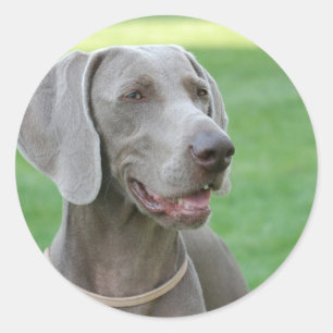 Weimaraner Ronde Sticker