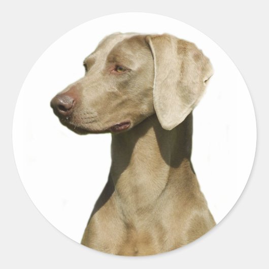 Weimaraner Ronde Sticker (Voorkant)