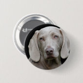 Weimaraner Silver Gray Ronde Button 5,7 Cm (Voorkant /achterkant)
