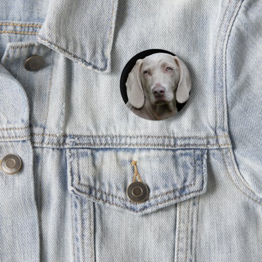 Weimaraner Silver Gray Ronde Button 5,7 Cm (In situ)