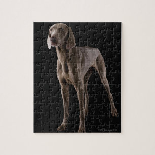 Weimaraner, studioshot legpuzzel