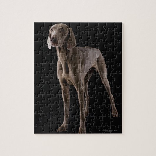 Weimaraner, studioshot legpuzzel (Verticaal)