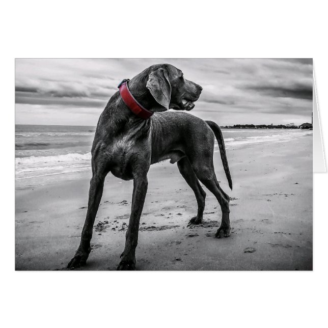 Weimaraner sur la carte blanche de plage (Devant horizontal)