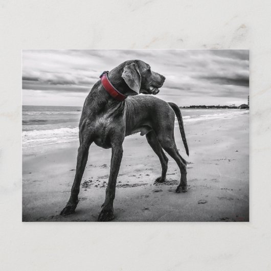 Weimaraner sur la plage Carte postale (Devant)