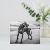 Weimaraner sur la plage Carte postale (Debout devant)