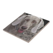 Weimaraner Tegeltje (Zijkant)