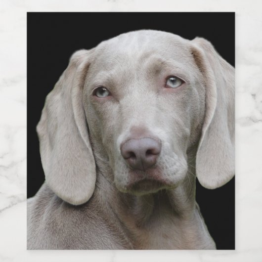 Weimaraner Zilver Grijs Wijn Etiket (Enkel label)