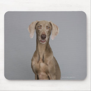 Weimaraner, zittend, studio shot muismat