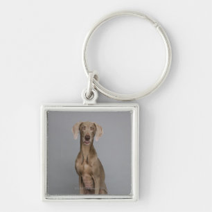 Weimaraner, zittend, studio shot sleutelhanger
