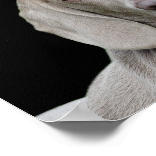 Weimarantaat poster (Hoek)