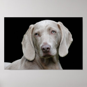 Weimarantaat poster