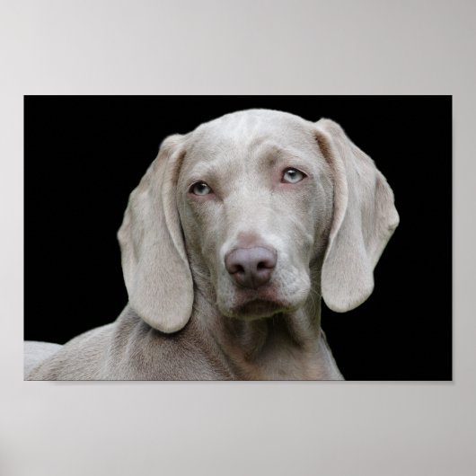 Weimarantaat poster (Voorkant)