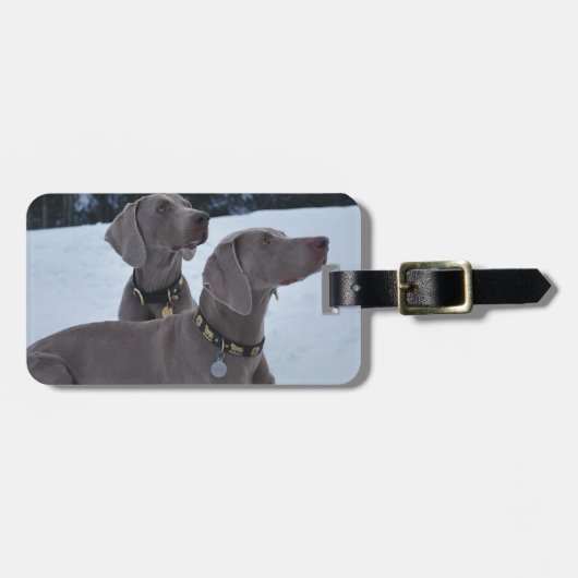 Weimeraner in de sneeuw bagagelabel (Voorkant horizontaal)