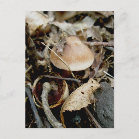 Weinig Oranje Pet Briefkaart (Voorkant)