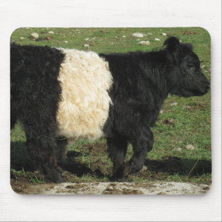 Weinig Zwart Kalf Beltie Muismat