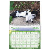 WEIRD CATS 2014 KALENDER (Mar 2026)