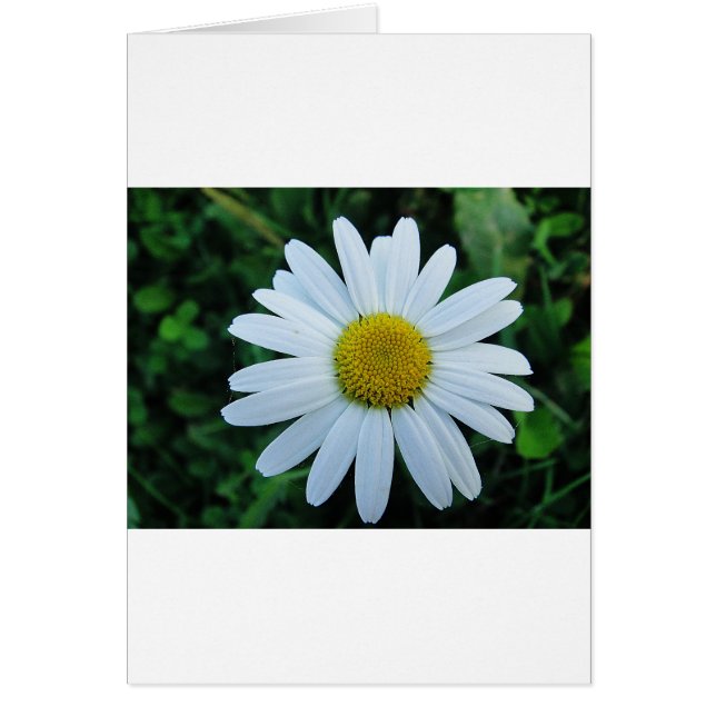 Weisse Margerite (Devant)