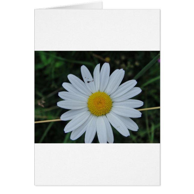 Weisse Margerite auf Stäbchen (Devant)