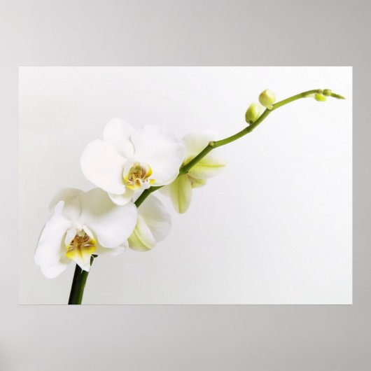 Weiße Orchideen Poster (Voorkant)
