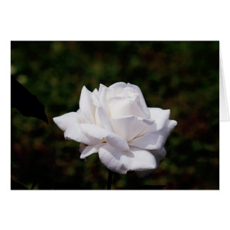weisse Rose
