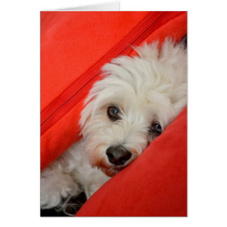 weißer Havaneser-Hund liegt auf orange Kissen