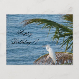 weißer Reiher Schneerei Florida Geburtstagskarte Briefkaart