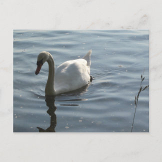 WEißer Schwan Briefkaart