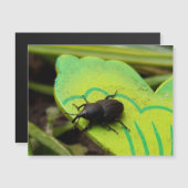 Weken, Beetles, Curculionoidea, Bug (Voorkant / Achterkant)