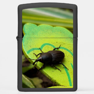 Weken, Beetles, Curculionoidea, Bug
